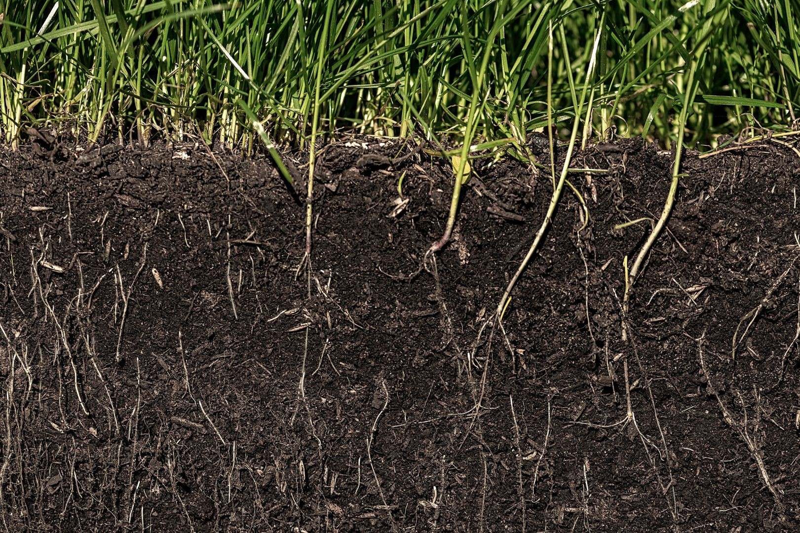 Cover Crops for Small Farms: Improve Soil Health and Cut Input Costs